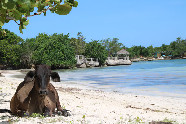 Dit soort tafereeltjes kom je tegen als je de auto pakt en lekker een stukje gaat rijden. Verlaten strandjes met hier en daar een zonnende koe of joint rokende Jamaicaan.