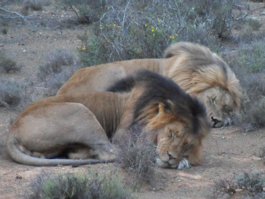 Game drive private concession Addo NP / Kuzuko Lodge