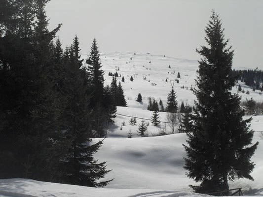 Konyarnika Vlakte