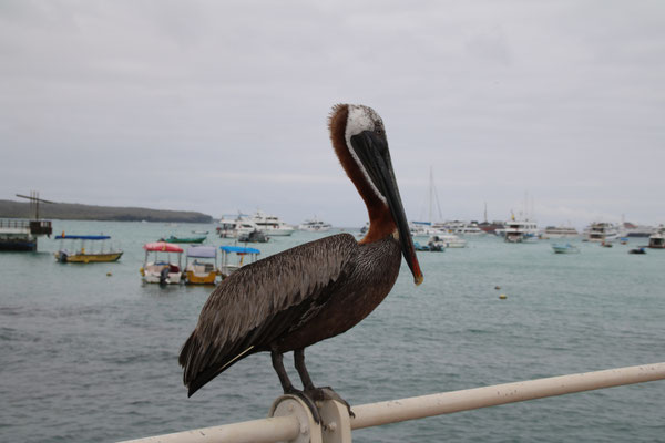 Puerto Ayora