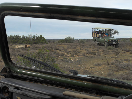 Game drive private concession Addo NP / Kuzuko Lodge