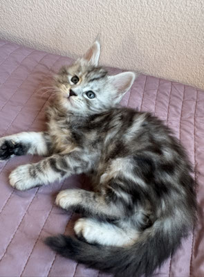Maine Coon Black silver tortie tabby 1 mois