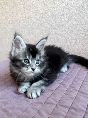 Maine Coon Black silver ticked tabby 1 mois
