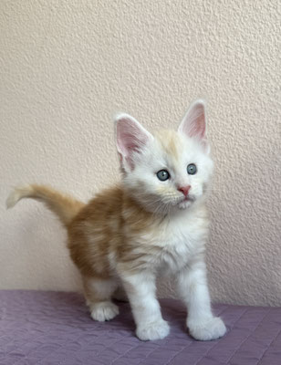 Maine Coon red smoke 1 mois