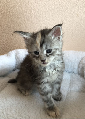 6 Black silver tortie