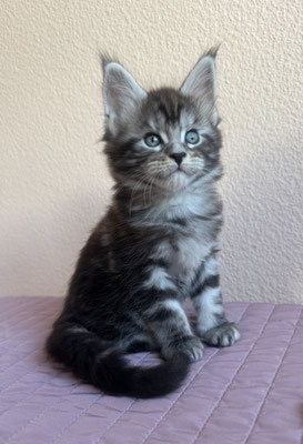Maine Coon Black silver blotched tabby 1 mois