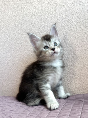 Maine Coon Femelle Black Silver Ticked Tabby 1 mois