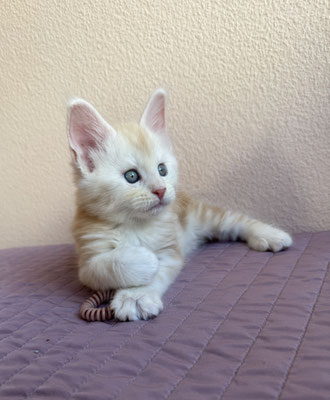 Maine Coon red smoke 1 mois