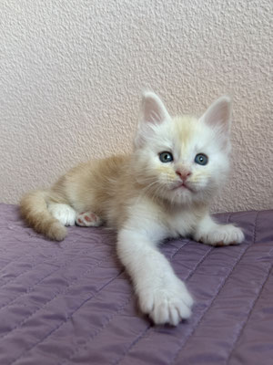 Maine Coon Red Smoke 1 mois