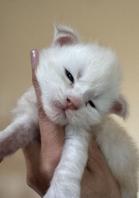 Chaton Maine Coon Mâle 18 jours