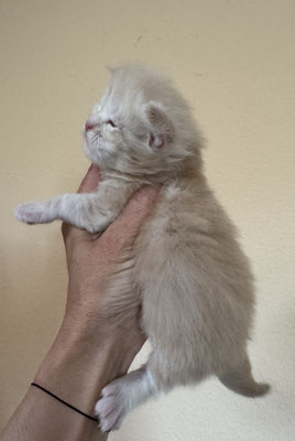 Chaton Maine Coon Mâle 18 jours