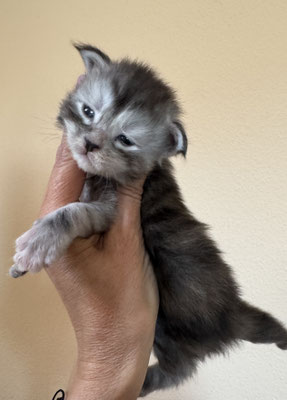Femelle Black silver Tortie Tabby