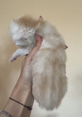 Chaton Maine Coon Mâle 18 jours