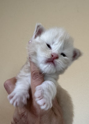 Chaton Maine Coon Mâle 18 jours