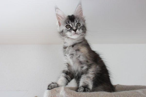disponible femelle black silver tortie