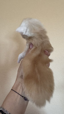 Chaton Maine Coon Mâle 18 jours