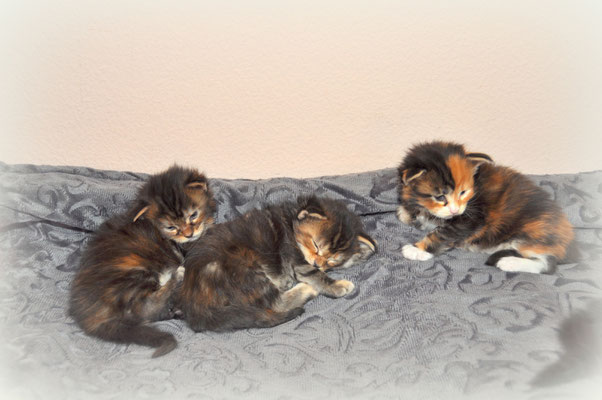 les 3 femelles 3 semaines