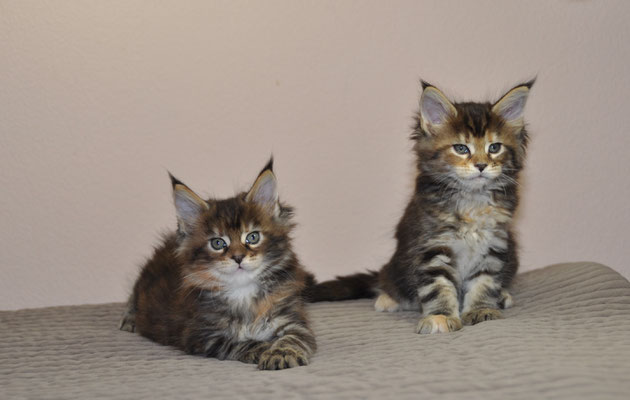 Moly et May Lee   6 semaines 