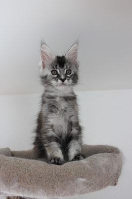 disponible femelle black silver tortie