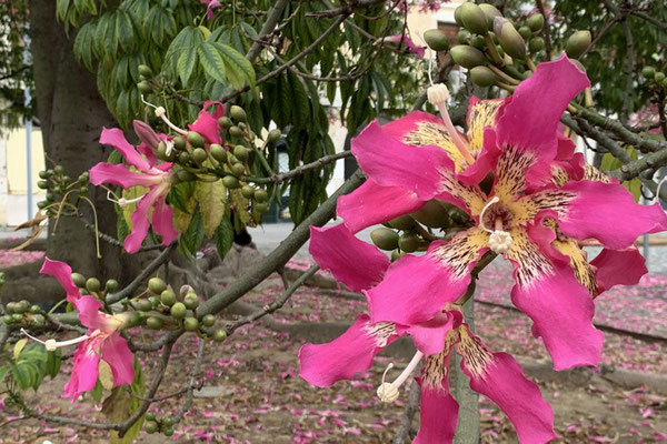 mitten in Lissabon: ein Kapokbaum