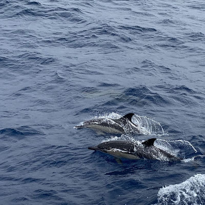 zwei "Gemeine Delfine" (Delphinus delphis)