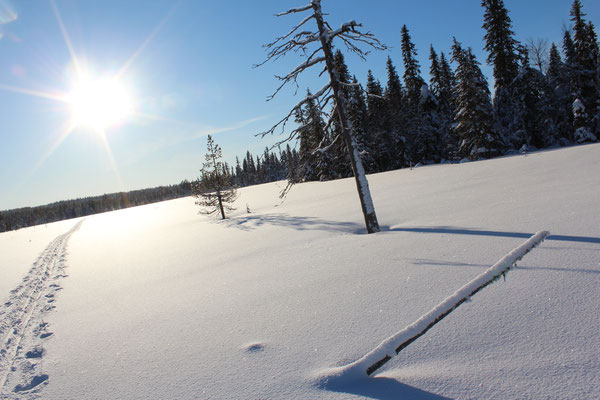 Im Winter kann man auch die grossen Sümpfe problemlos überqueren