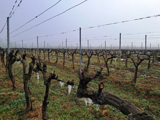 Après le passage des moutons ! La laine accrochée sur la vigne