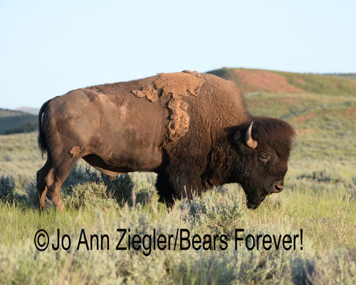 American Legacy - Hot Springs State Park, Wyoming