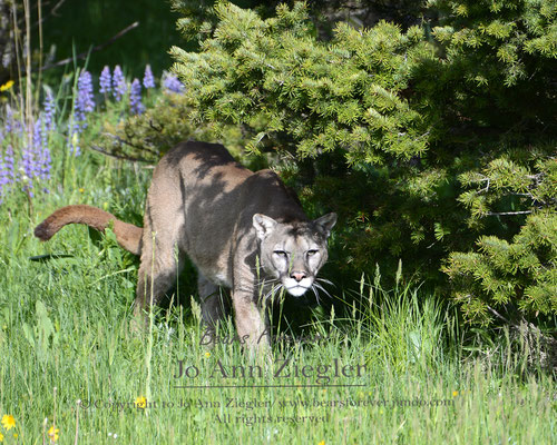Stalking! - Captive Animal, Montana