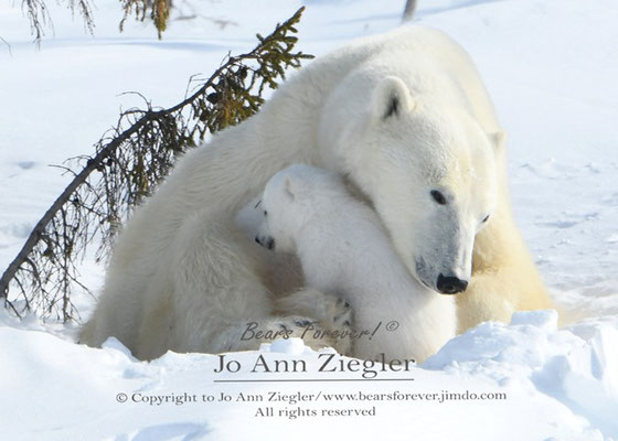 Polar Bear Love - Wapusk National  Park, Manitoba, Canada