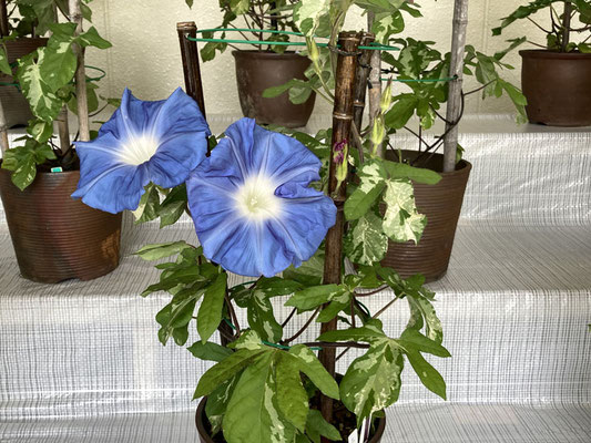 変化朝顔展示会 日比谷公園 和雑貨 工芸品 オーダーメイド 和雑貨の環 変化朝顔展示会 日比谷公園 和雑貨 工芸品 オーダーメイド 和雑貨の環