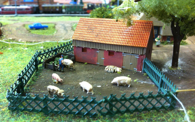 27-6-2012: Natuurlijk zijn er ook varkens (Heuvelland)