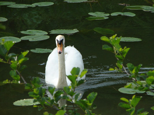 Un cygne : c'est un signe