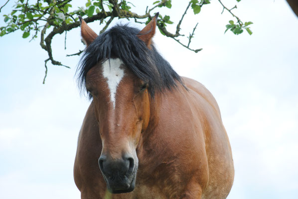 Le cheval de trait Ardennais