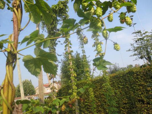 Musée de la bière : le houblon du jardin
