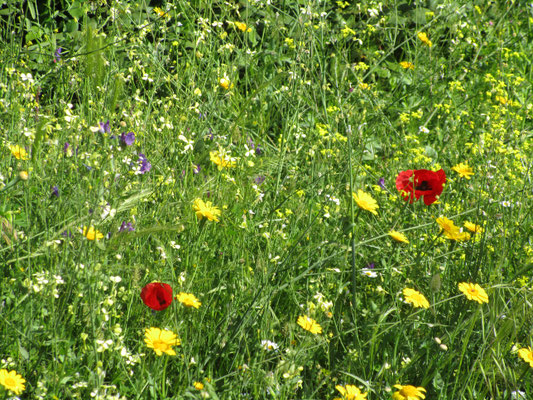 Coquelicot, bouton-d'or, pissenlit, renoncule, violette...