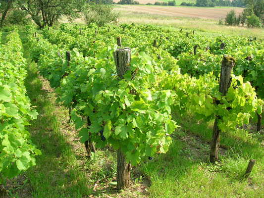 La vigne de Murvaux, vestige des vignes d'antan  ; si vous alliez visiter la maison vigneronne ?