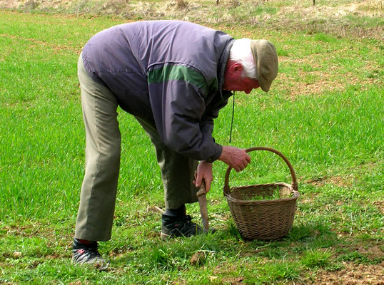 En mars, on s'en va cueillir de plein paniers de pissenlits pour faire la salade au lard