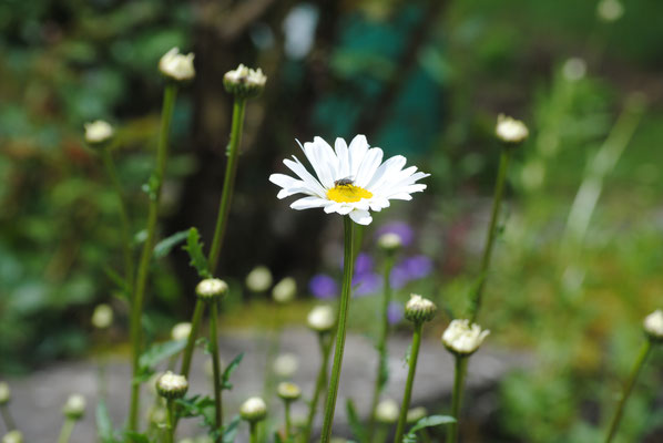 Si vous alliez cueillir un petit bouquet de fleurs des champs