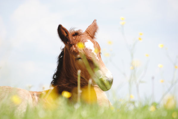 Le poulain de trait Ardennais