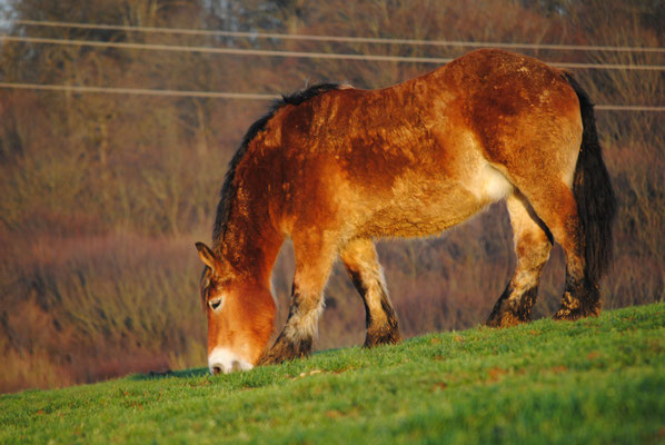 Le cheval ardennais saura vous séduire
