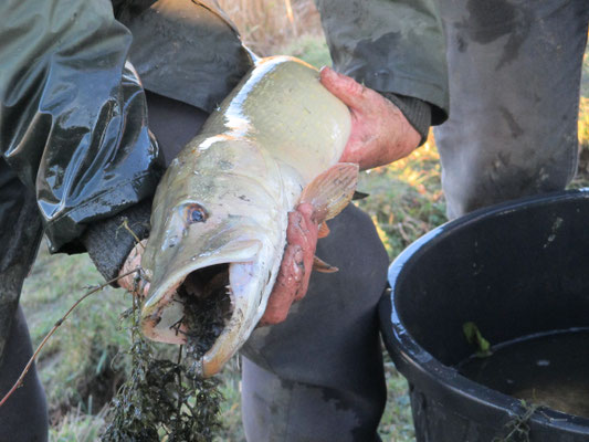 nombreuses espèces en poissons blancs, en carnassiers et en cyprinidés.