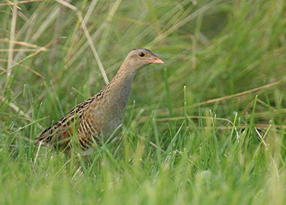 Dans la zone Natura 2000, encore une espèce protégée