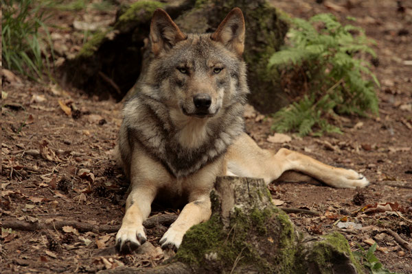 Pour être certain de voir un loup, mieux vaut aller faire un tour au parc animalier !