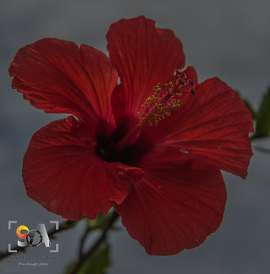 iso 100, f 8.0, 1/250s