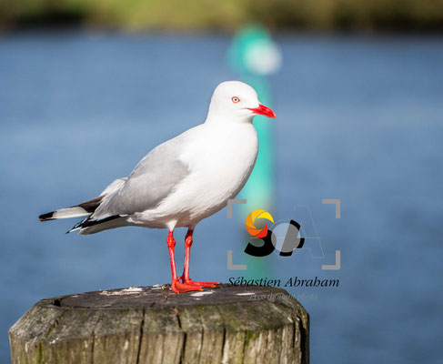 iso 100, f 2.8, 1/3200s