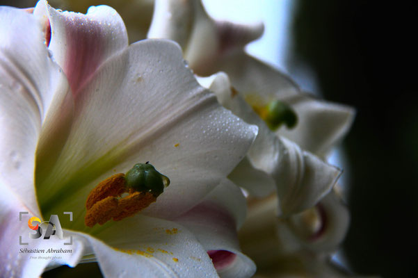 iso 200, f 5.6, 1/800s