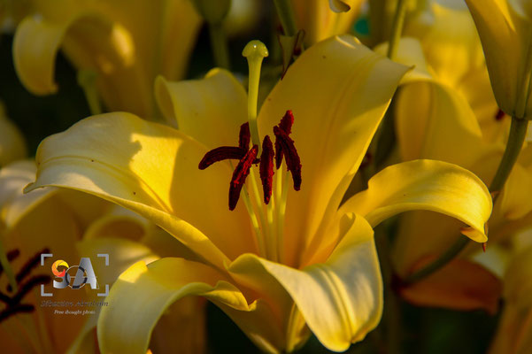 iso 100, f 5.6, 1/250s