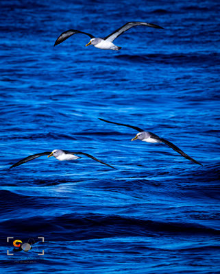 iso 2000, f 13, 1/2000s