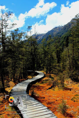 Milford track, iso100, f 10, 1/160s